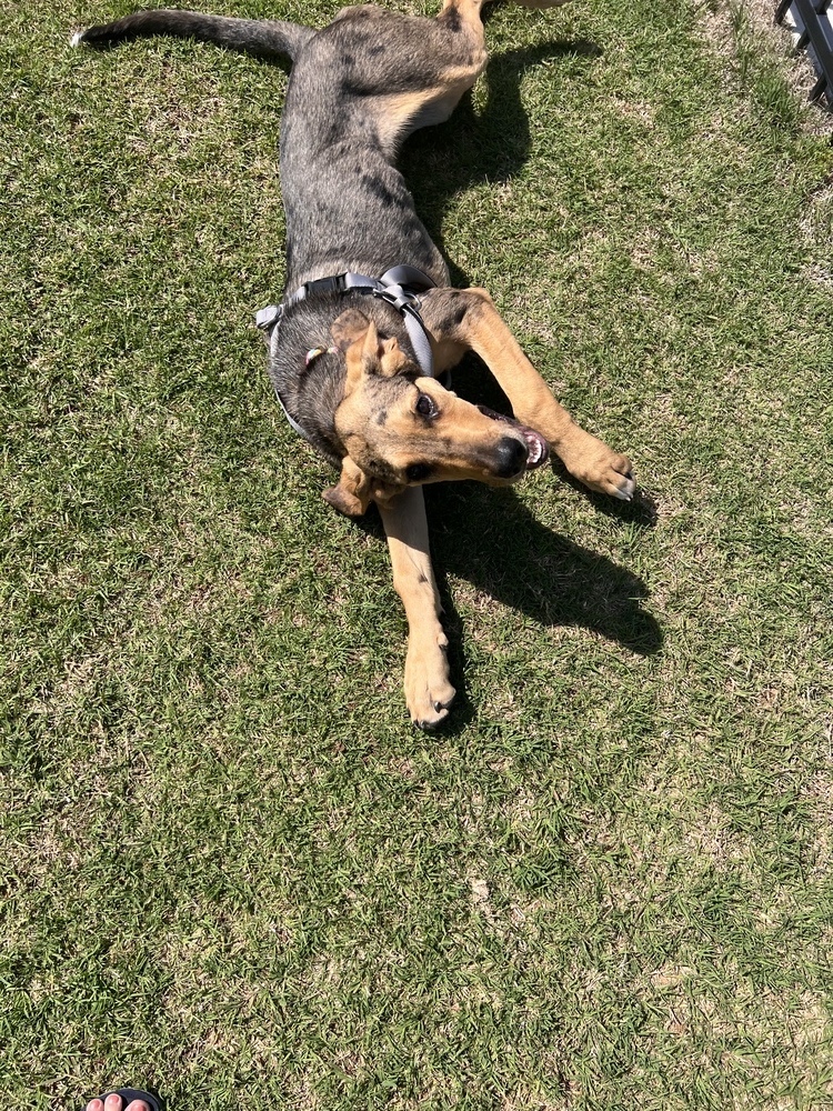 Maya, an adoptable Catahoula Leopard Dog, Coonhound in Oklahoma City, OK, 73132 | Photo Image 2