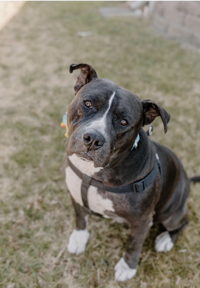 Josie, an adoptable Pit Bull Terrier in Oklahoma City, OK_image-1