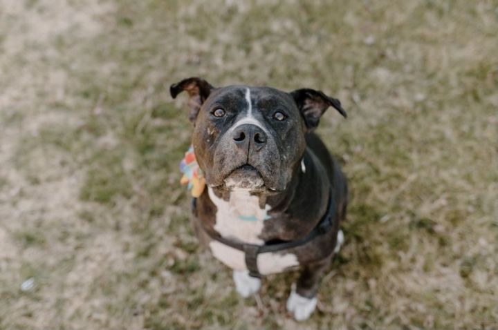 Josie, an adoptable Pit Bull Terrier in Oklahoma City, OK_image-2