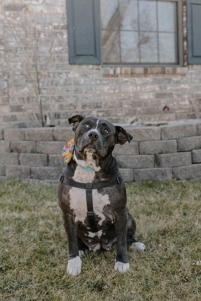 Josie, an adoptable Pit Bull Terrier in Oklahoma City, OK_image-6