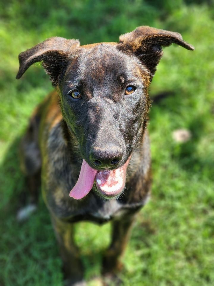 Willow, an adoptable German Shepherd Dog Mix in Oklahoma City, OK_image-1