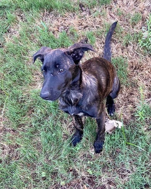 Willow, an adoptable German Shepherd Dog Mix in Oklahoma City, OK_image-2