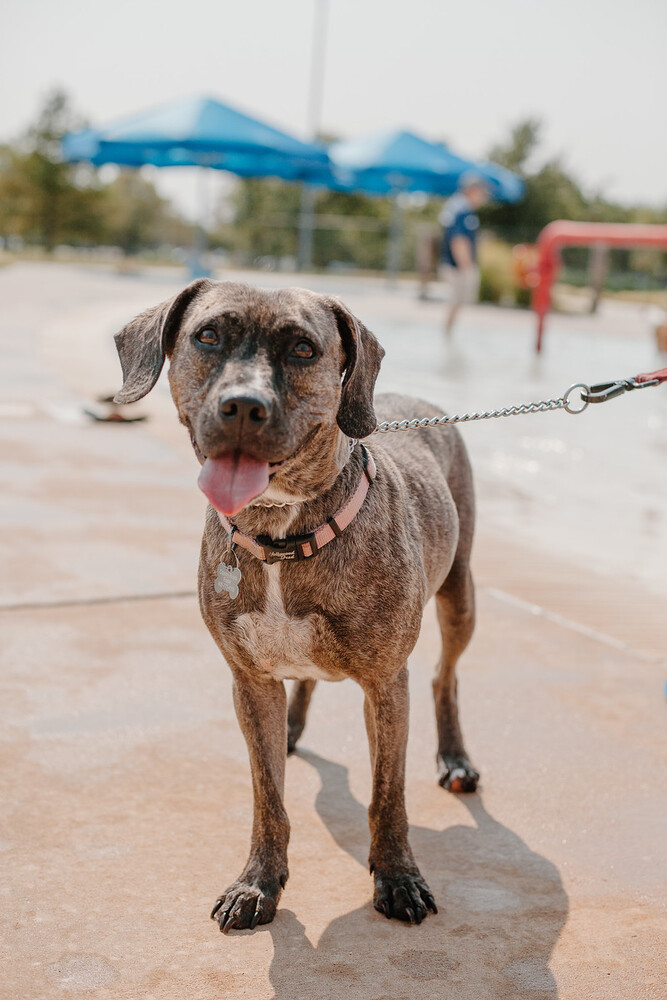 Jasmine, an adoptable Pit Bull Terrier Mix in Oklahoma City, OK_image-1