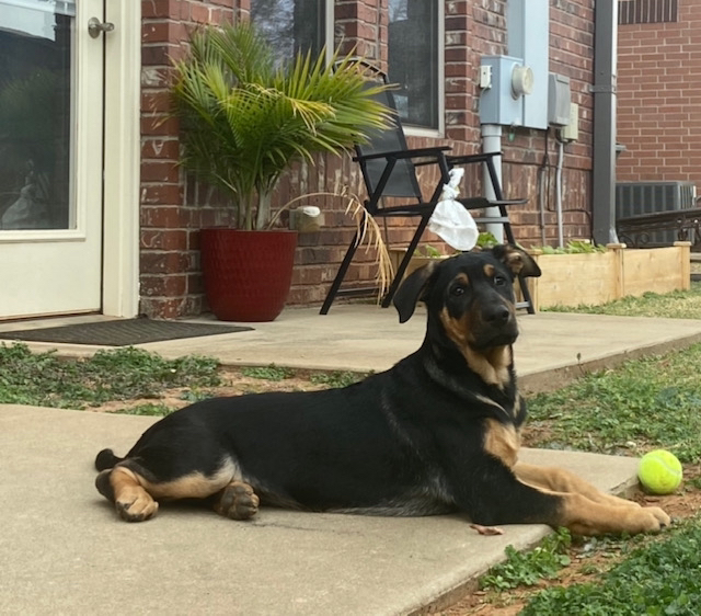 Oakley, an adoptable German Shepherd Dog Mix in Oklahoma City, OK_image-2