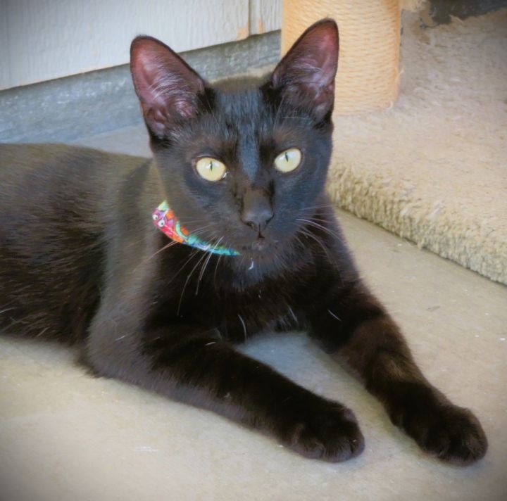 Orchid, an adoptable Domestic Short Hair Mix in Seal Beach, CA_image-3