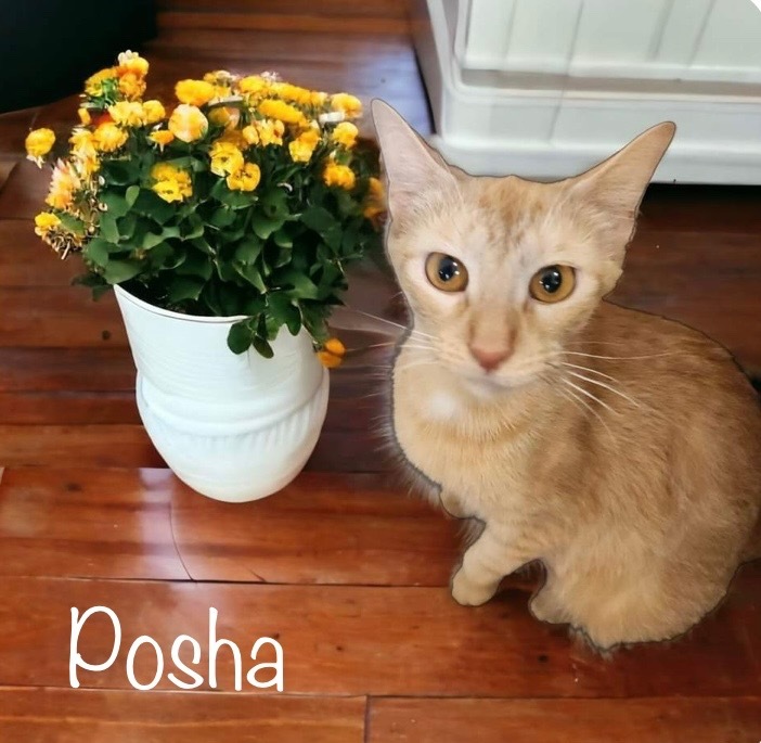 Posha, an adoptable Domestic Short Hair in Nashville, GA, 31639 | Photo Image 1