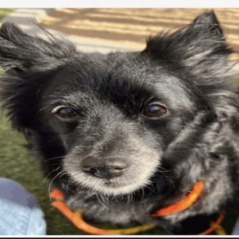 Cranberry, an adoptable Pomeranian in Las Vegas, NV, 89146 | Photo Image 5