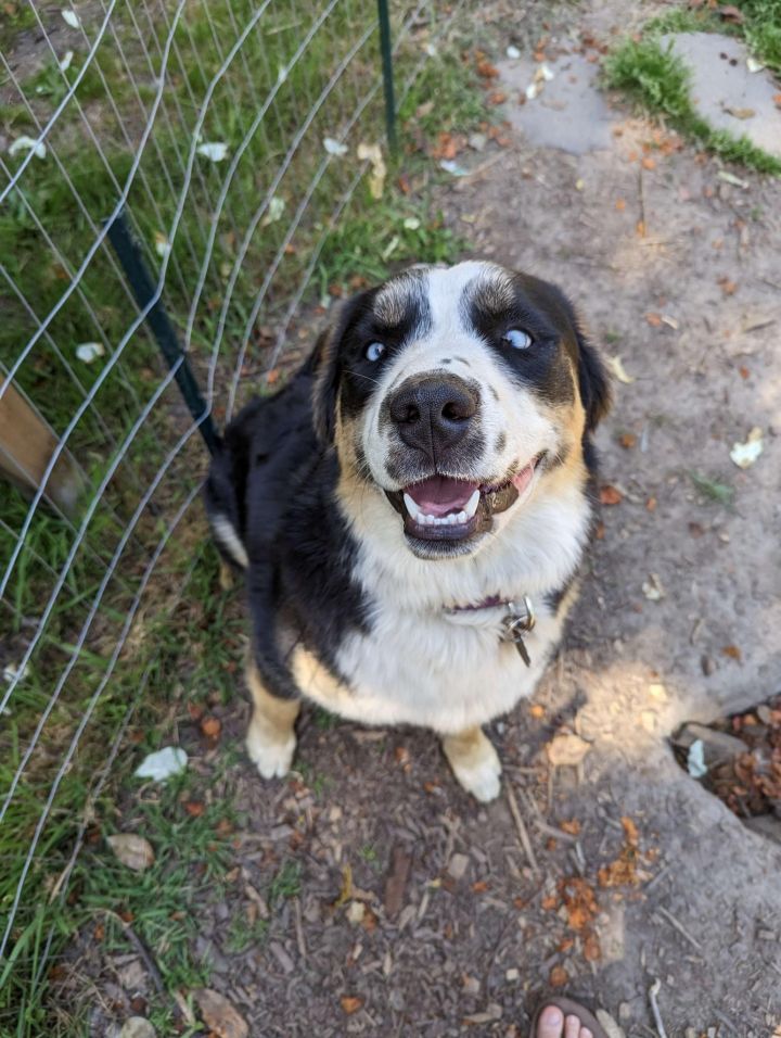 Petfinder bernese mountain store dog