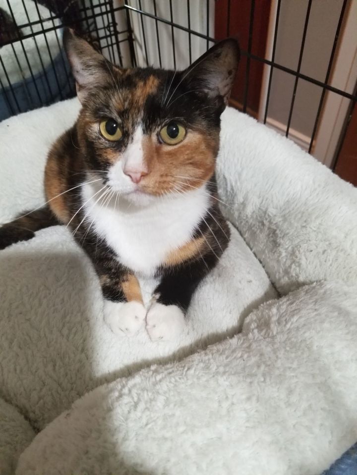 Cat for adoption Queen Isabella, a Snowshoe & Tortoiseshell Mix in Buena Park, CA Petfinder