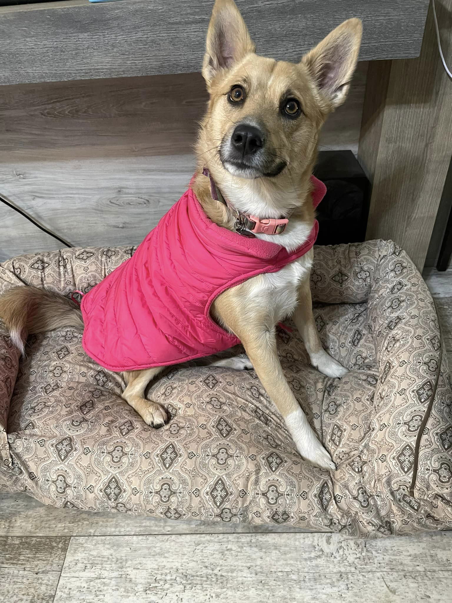 Luna Rae, an adoptable Australian Shepherd, Eskimo Dog in Greenwood, LA, 71033 | Photo Image 1