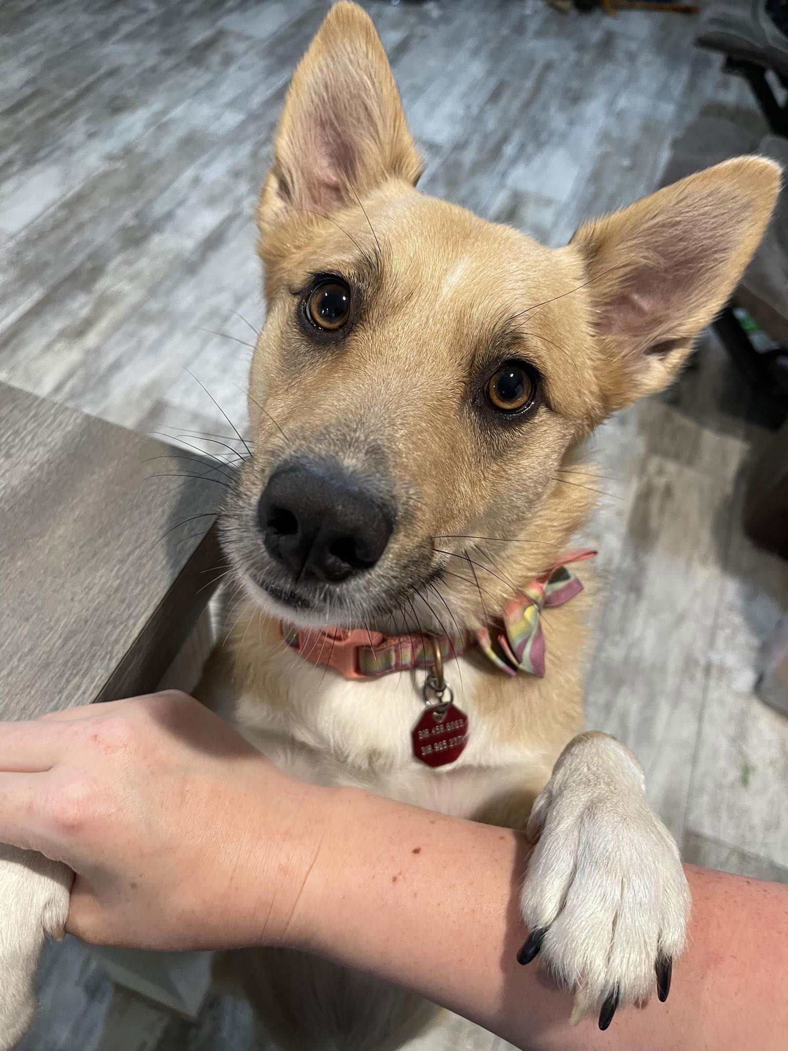 Luna Rae, an adoptable Australian Shepherd, Eskimo Dog in Greenwood, LA, 71033 | Photo Image 2