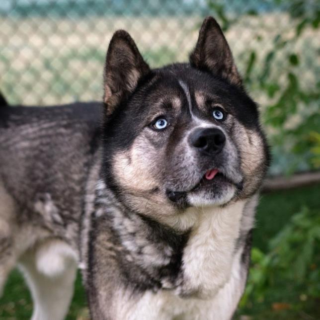 Siberian husky and sales akita mix