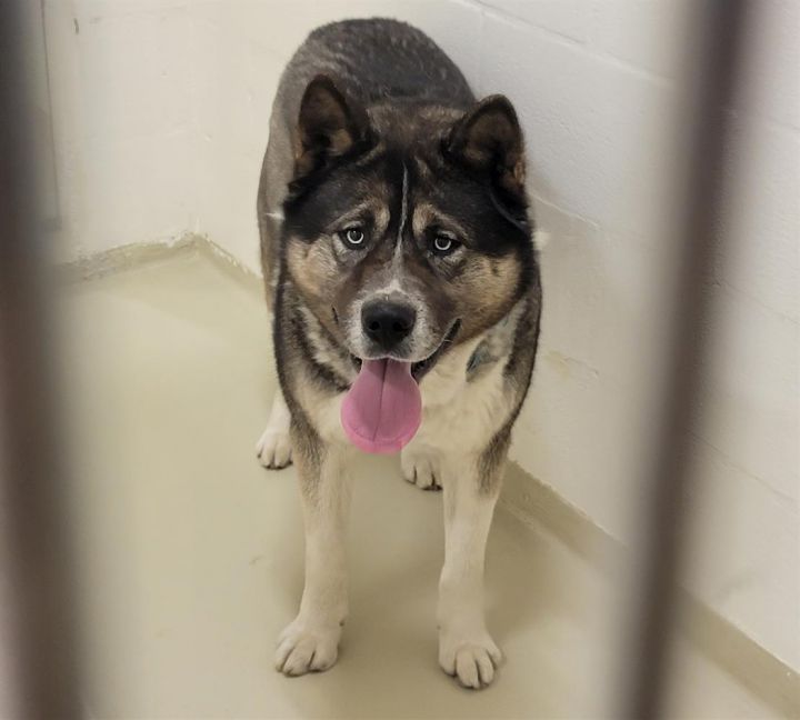 Siberian husky store and akita mix