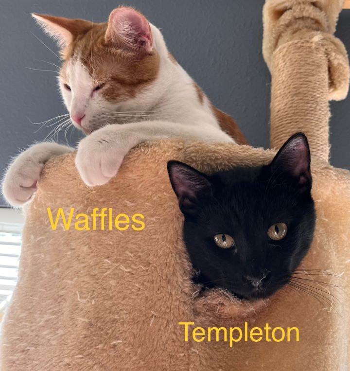Templeton (Charlotte's web kitten) 3