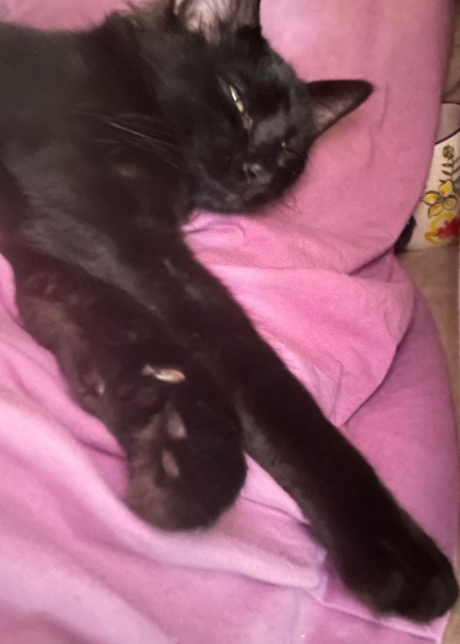 Templeton (Charlotte's web kitten)