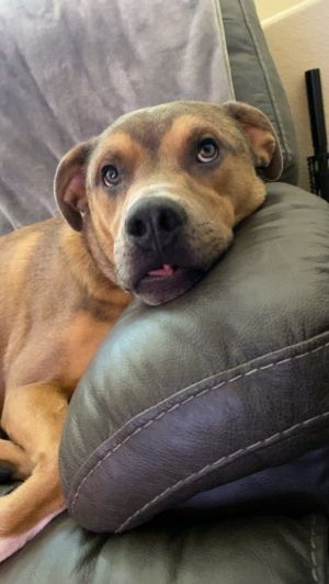 Dog for adoption - Gucci, a Mixed Breed in Colorado Springs, CO