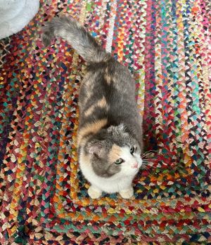 Jelly Bean