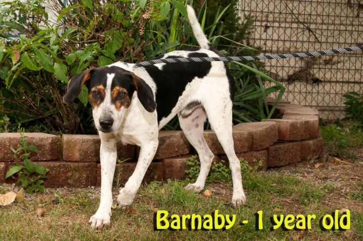 Barnaby 1