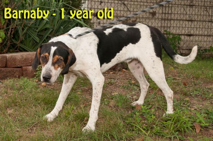 Barnaby, an adoptable Bluetick Coonhound Mix in Washburn, MO_image-4