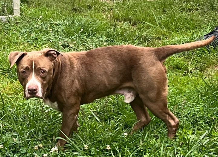Capone, an adoptable Labrador Retriever Mix in Blue Ridge, GA_image-2