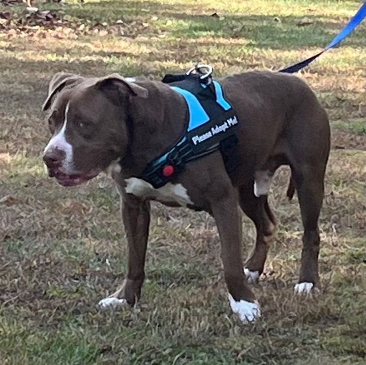 Capone, an adoptable Labrador Retriever Mix in Blue Ridge, GA_image-5
