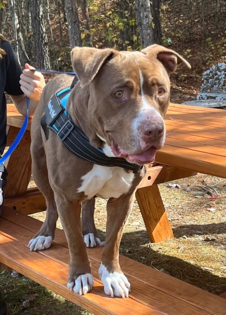 Capone, an adoptable Labrador Retriever Mix in Blue Ridge, GA_image-1