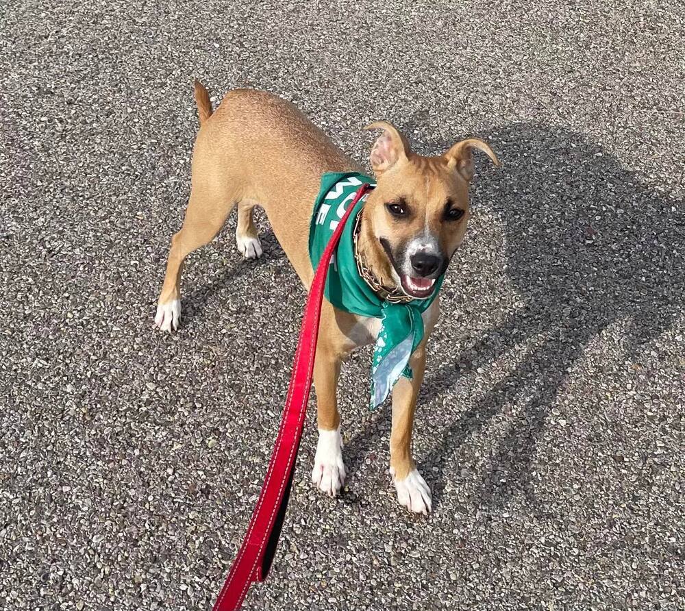 Shandi Willow, an adoptable Terrier in Albuquerque, NM, 87123 | Photo Image 2