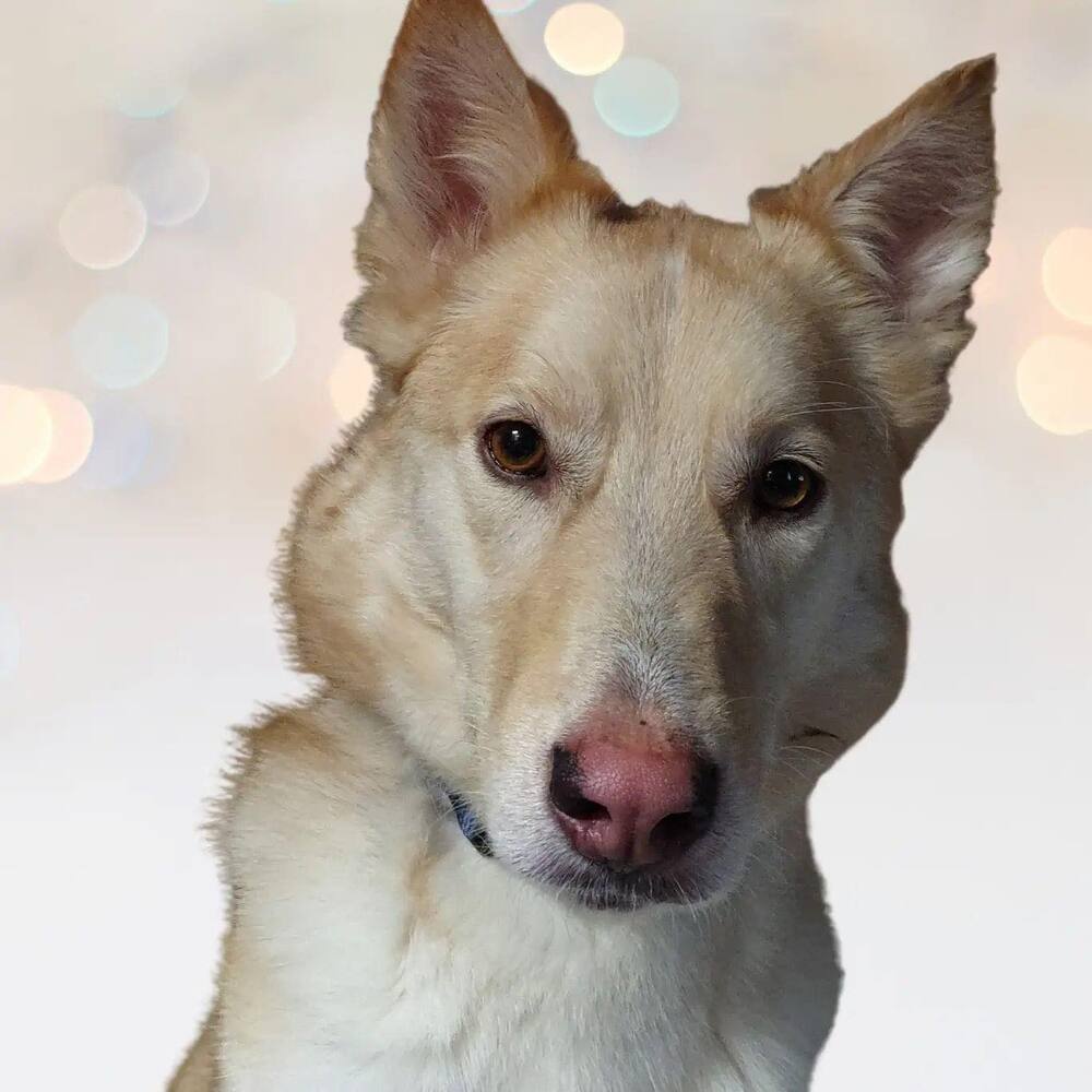 Fiji, an adoptable Husky in Albuquerque, NM, 87123 | Photo Image 1