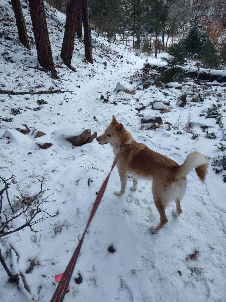 Fiji, an adoptable Husky in Albuquerque, NM, 87123 | Photo Image 2