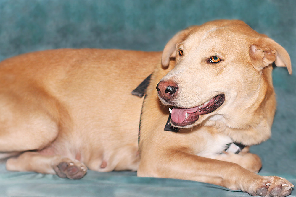 Delilah, an adoptable Labrador Retriever in Albuquerque, NM, 87123 | Photo Image 1
