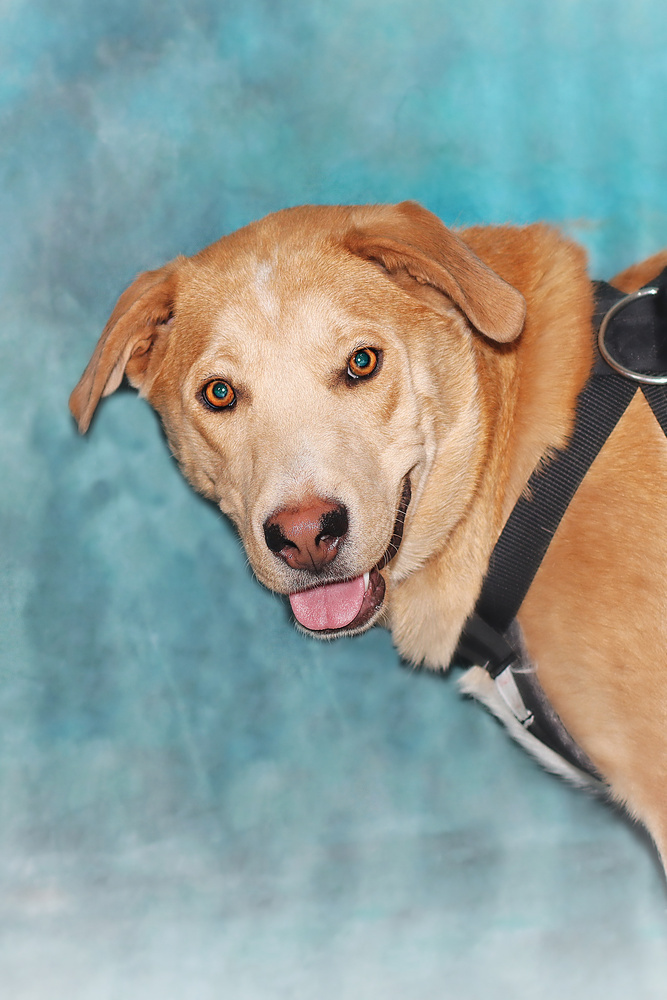 Delilah, an adoptable Labrador Retriever in Albuquerque, NM, 87123 | Photo Image 2
