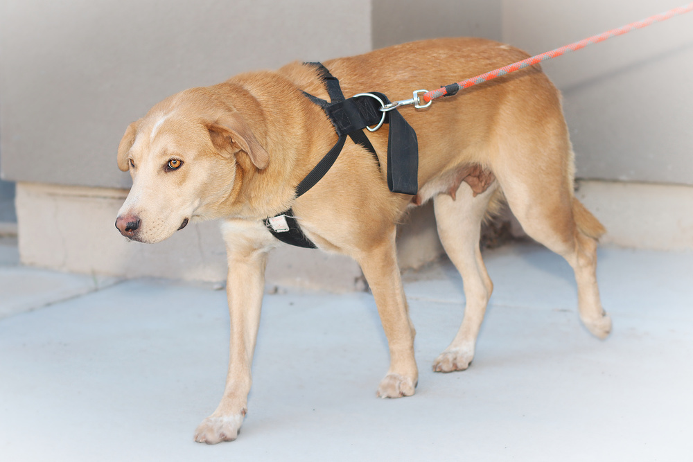 Delilah, an adoptable Labrador Retriever in Albuquerque, NM, 87123 | Photo Image 3