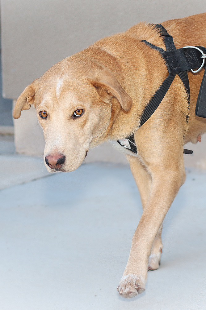 Delilah, an adoptable Labrador Retriever in Albuquerque, NM, 87123 | Photo Image 4