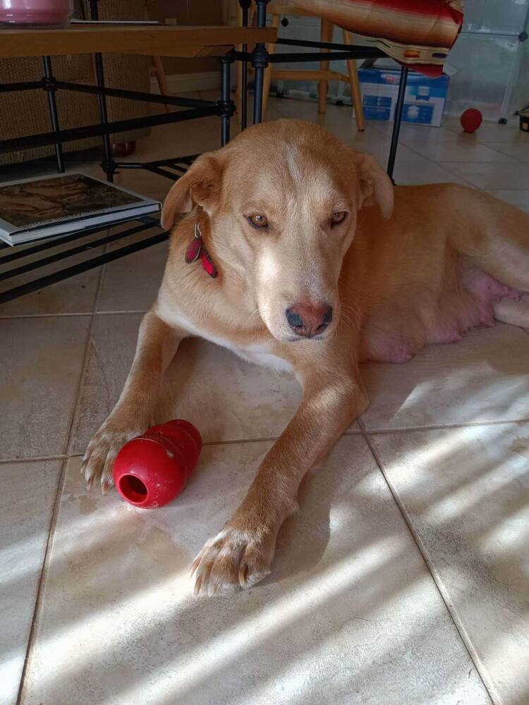 Delilah, an adoptable Labrador Retriever in Albuquerque, NM, 87123 | Photo Image 5