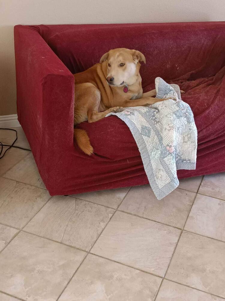 Delilah, an adoptable Labrador Retriever in Albuquerque, NM, 87123 | Photo Image 6