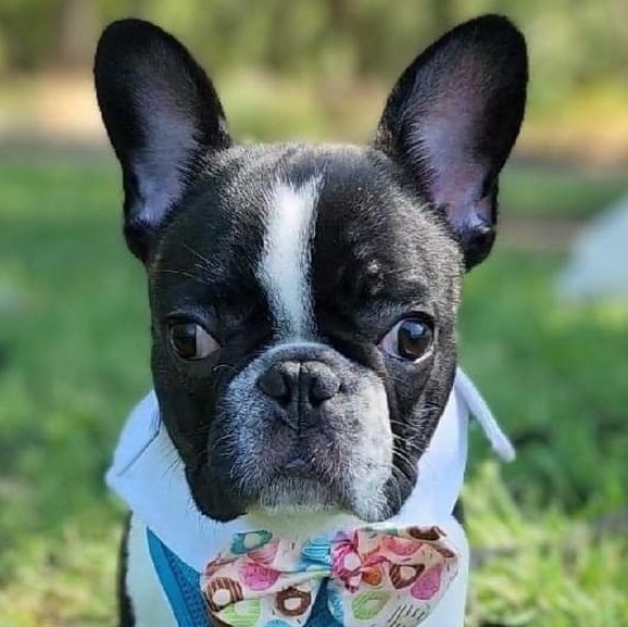 Dog for adoption - COOKIE!!, a French Bulldog in Citrus Heights, CA