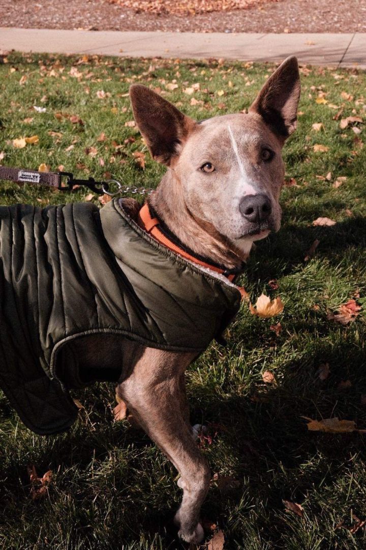 Bolt, an adoptable Terrier Mix in Kalamazoo, MI_image-4