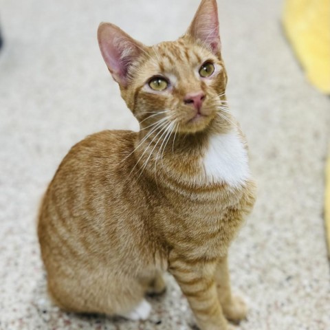 Cheeto, an adoptable Domestic Short Hair in Donalsonville, GA_image-1
