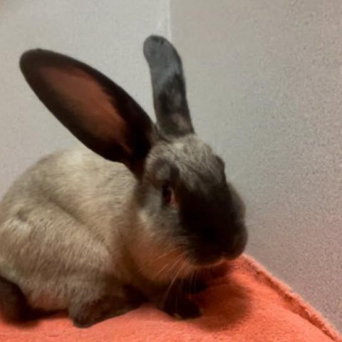 Rudder, an adoptable Bunny Rabbit in Gansevoort, NY_image-1