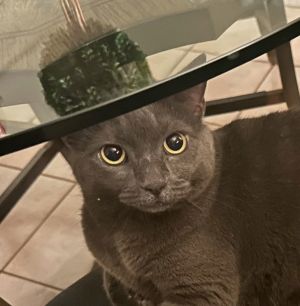 Ariel center foster home, Adult Female unknown