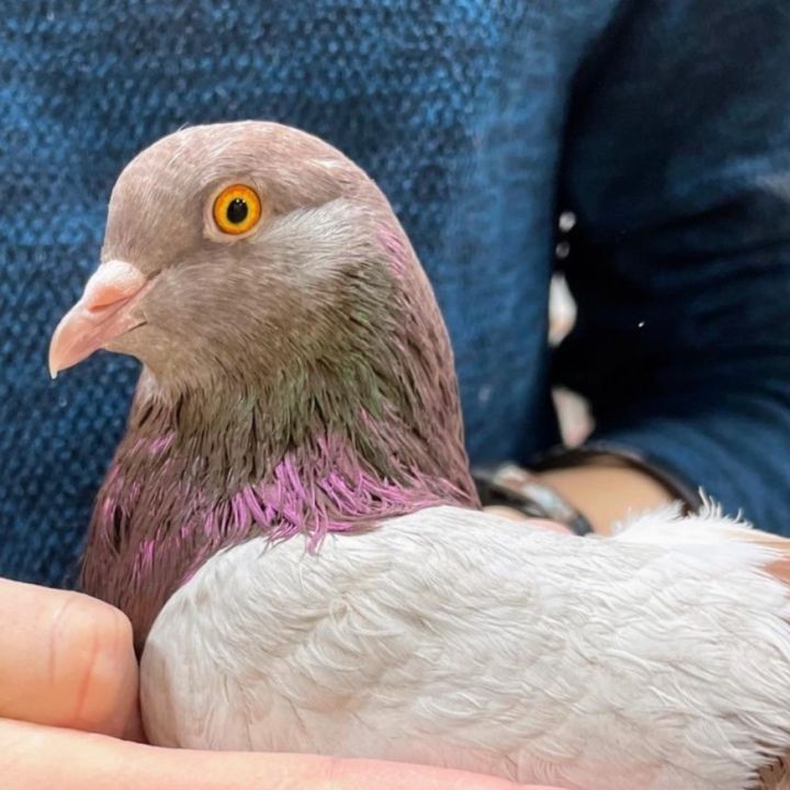 Crimson, an adoptable Pigeon in Chicago, IL_image-1