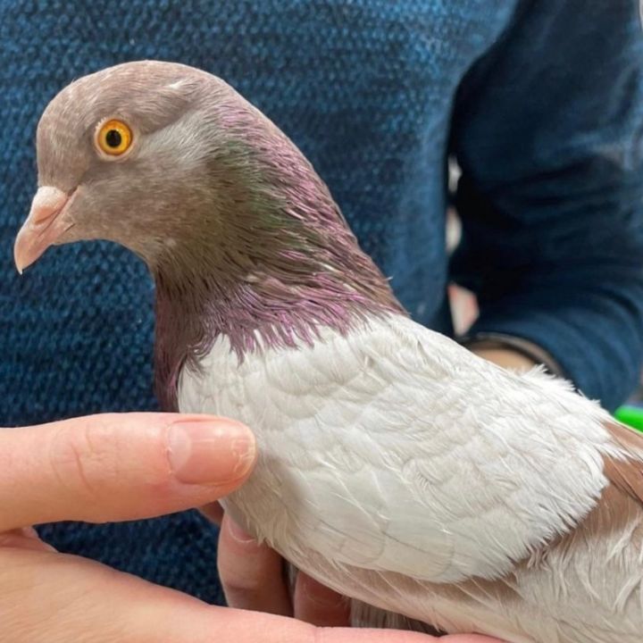 Crimson, an adoptable Pigeon in Chicago, IL_image-3
