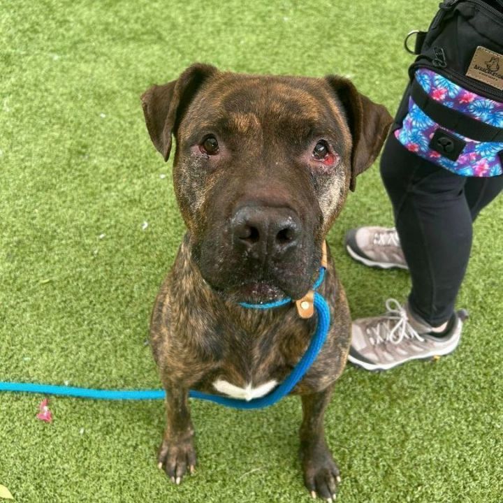 Roscoe *Sponsored Adoption Fee* 3
