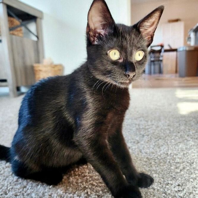 Senora