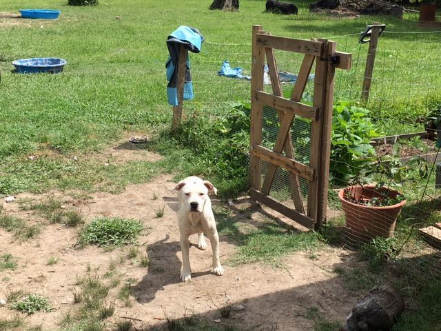 Spirit, an adoptable American Bulldog in Pine Bluff, AR_image-3