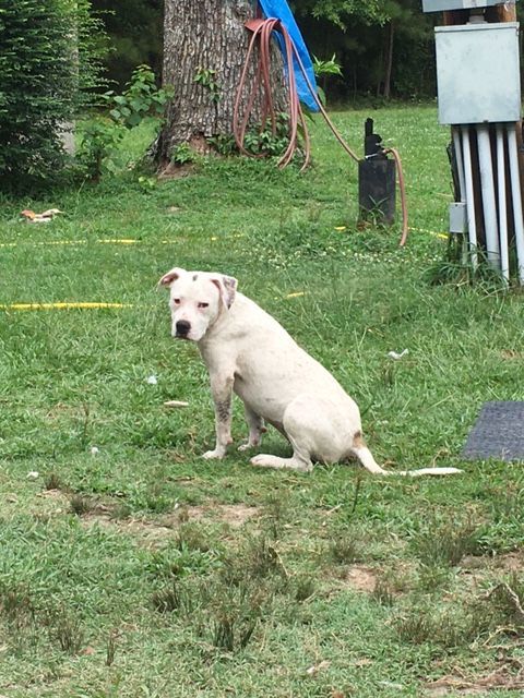 Spirit, an adoptable American Bulldog in Pine Bluff, AR_image-4