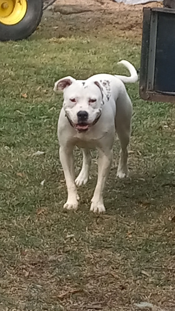 Spirit, an adoptable American Bulldog in Pine Bluff, AR_image-1
