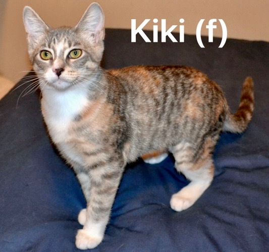 Kiki, an adopted Domestic Short Hair in Murfreesboro, TN_image-3