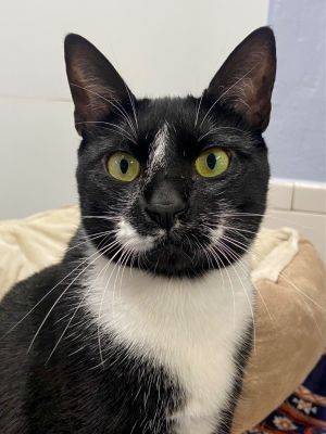 Peta, Adult Female unknown