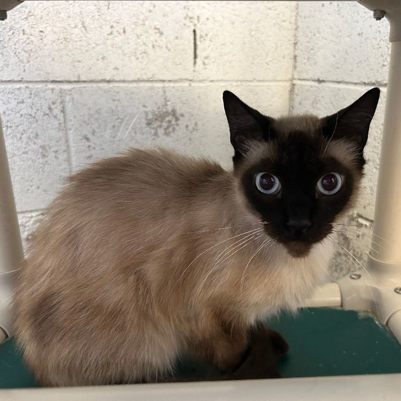 Adopting an store older siamese cat